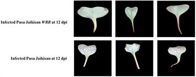 Transcriptional, biochemical, and histochemical response of resistant and susceptible cultivars of Brassica juncea against Albugo candida infection